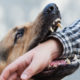 Dog bite attack results in serious injury.