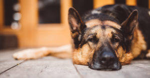 german shepherd